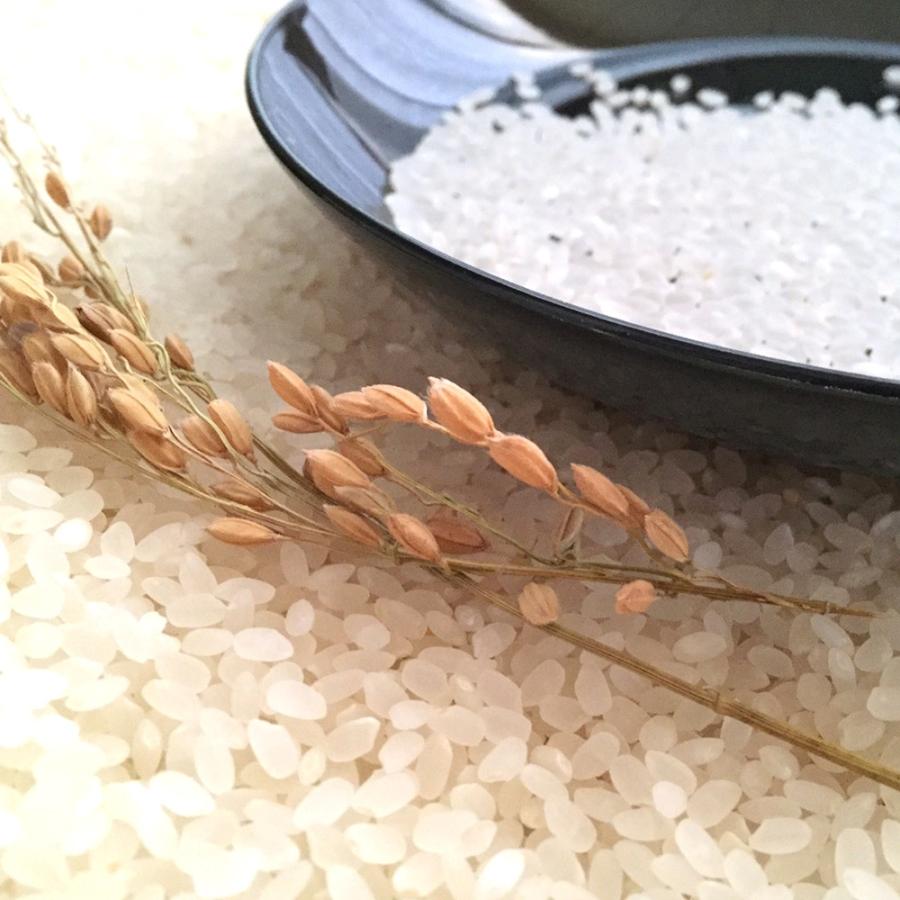 コシヒカリ 令和7年産 新米 玄米 新潟県産 低温冷蔵庫保存 20kg(10kg×2