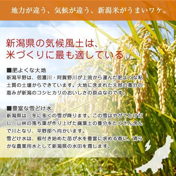 令和7年度 新潟県 岩船産 コシヒカリ20kg 岩船産コシヒカリ 20kg 令和7年産 | 越後の稲穂屋