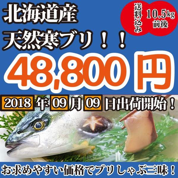 一流料理人御用達！2023年8月9月10月だけの限定販売！北海道産寒ブリ10.5キロ前後【送料無料】｜oishii-sakana