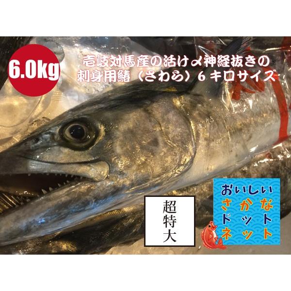 通販 壱岐対馬の活け〆鰆 サワラ 刺身でどうぞ 美味しい魚特選海鮮ギフト 超特大 壱岐対馬産 １尾6kgサイズ 5 5kg 6 5kg 国産 冷蔵便 一本釣り 活け〆 鰆 さわら 魚介類 海産物