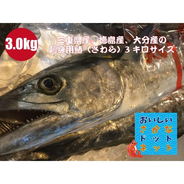 [美味しい魚特選海鮮ギフト］三重県産、徳島産、大分産 釣り鰆（さわら）１尾3.0kg前後［国産］［冷蔵便］