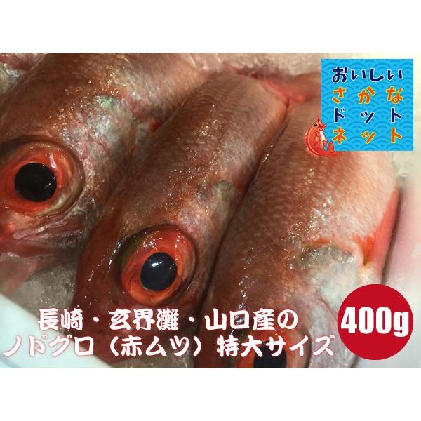 美味しい魚特選海鮮ギフト のどぐろ アカムツ 長崎 玄界灘 山口産 400g前後 1尾 Www Arilab Com Tr Index Php