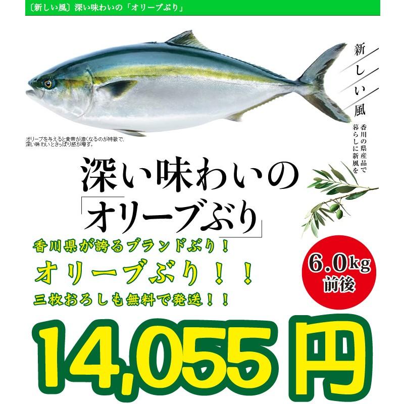 21年入荷次第発送開始 香川県産 養殖ブランド 特大オリーブブリ6kg前後 Olive Buri 60 美味しい魚ドットネット 通販 Yahoo ショッピング