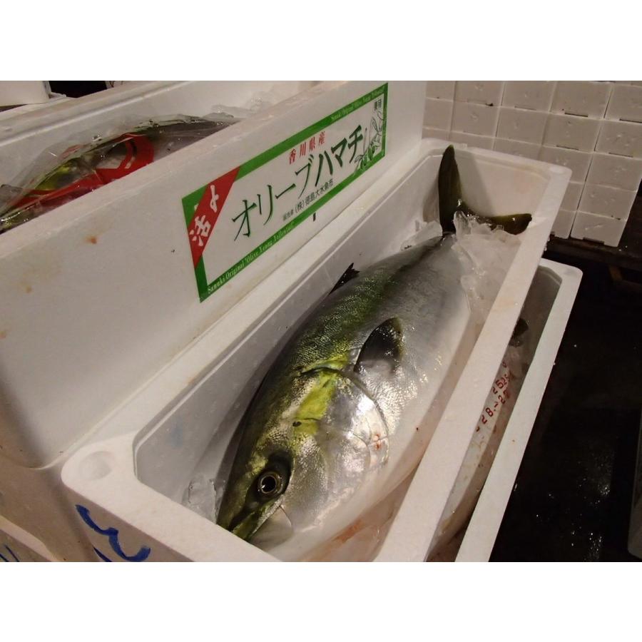 21年入荷次第発送開始 香川県産 養殖ブランド 特大オリーブブリ6kg前後 Olive Buri 60 美味しい魚ドットネット 通販 Yahoo ショッピング