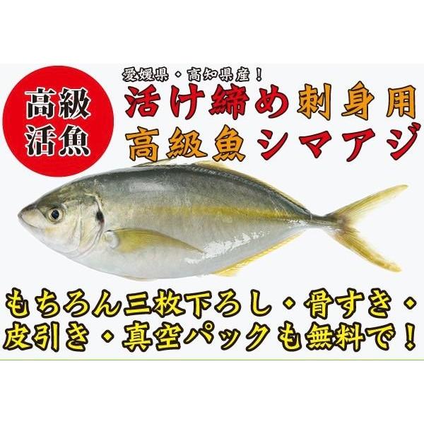 1613円 25 Off 絶品 高級活魚活け締めシマアジ 縞鯵 一尾1 2kg