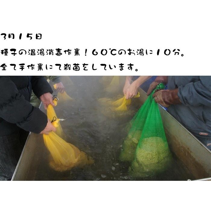 令和5年度産　完全無農薬栽培　アイガモ農法米　つがるロマン 20kg　玄米　白米　｜oishiigohanwotsukuru｜03