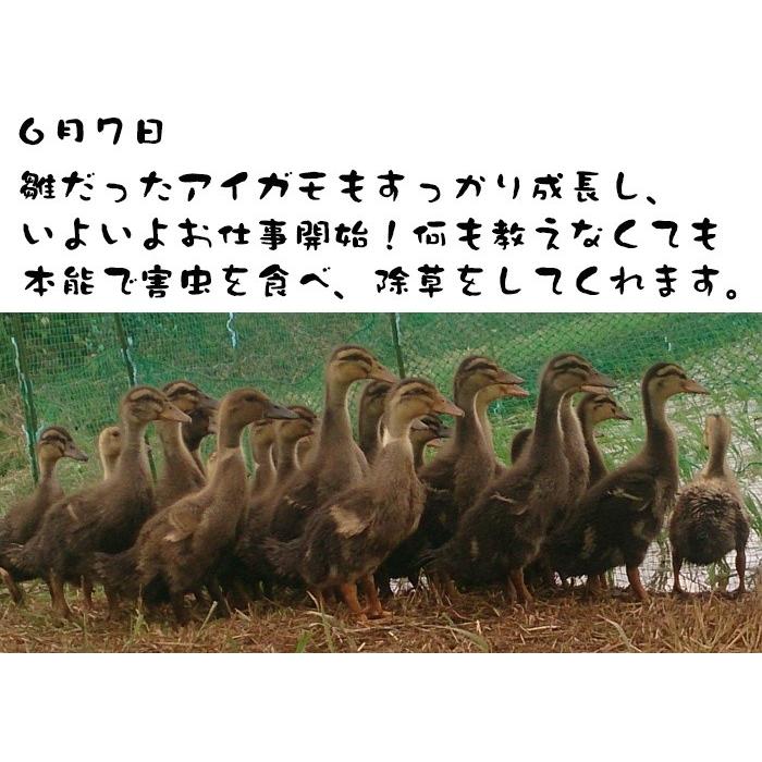新米 20kg 令和7年度産 栽培期間中農薬不使用 アイガモ農法米 青森県産