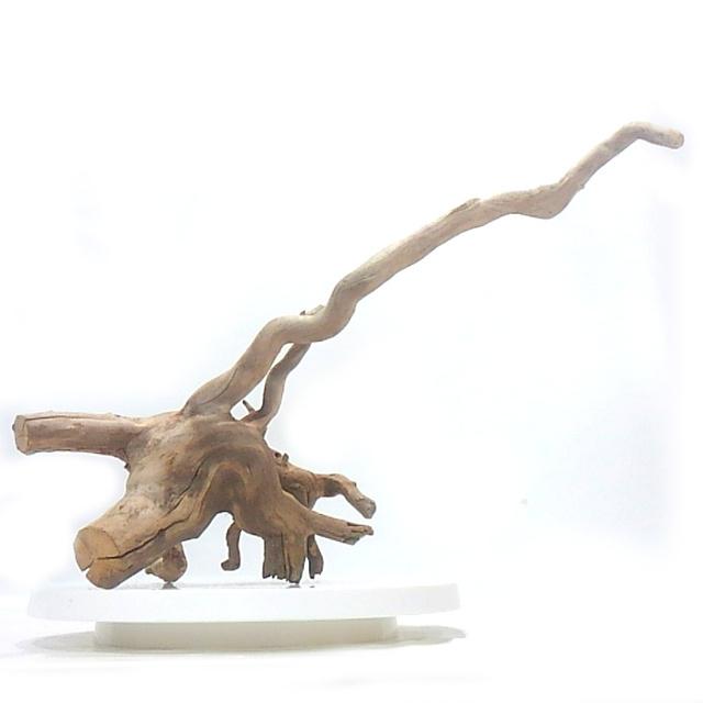 変形流木 幅38cm 固定用プレート付き アクアリウム テラリウム 飼育ケージ 洗浄済み無加工 送料無料 一部除く 返金保証 長良川流木 Atfp M35 Ryo Atfp M35 310s 流木と流木 通販 Yahoo ショッピング