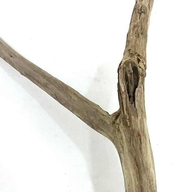 流木素材 カット枝流木mbc M 56cm 流木インテリア 送料無料 返金保証 洗浄済み無加工 ハンドメイドdiy用 流木アート 流木ディスプレイ 長良川流木 Mbc M 110s 流木と流木 通販 Yahoo ショッピング