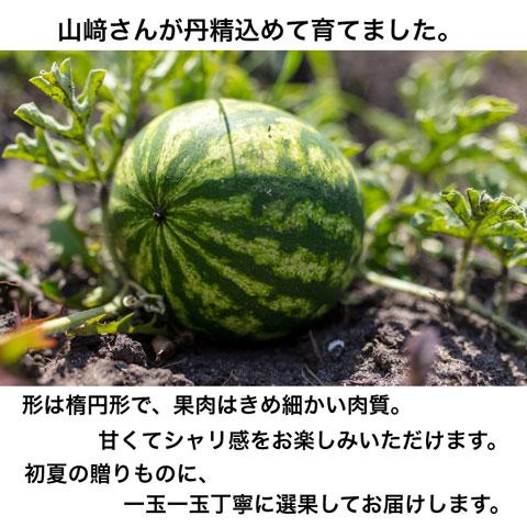 中玉 スイカ ギフト 虎太郎スイカ L 1玉 すいか 西瓜 フルーツ 茨城県 お取り寄せ 産地直送 watermelon｜oishiine-ibaraki｜04