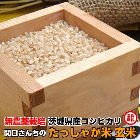 米 5kg 無農薬栽培 コシヒカリ 令和7年 関口さんちのたっしゃか米