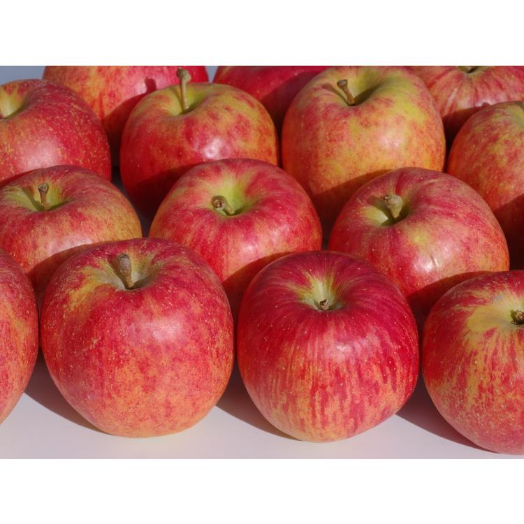 りんご 減農薬 減化学肥料 Ｂ品 10kg | 