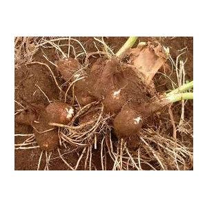 里芋苗 白カラ 岩手県産 |  | 04