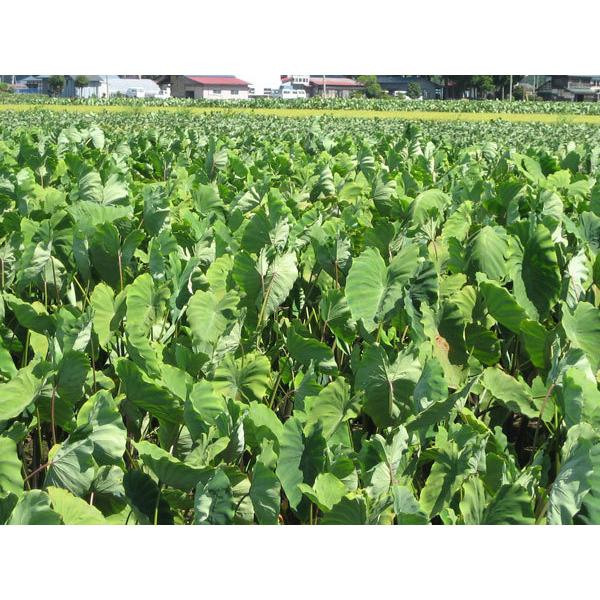 里芋苗 白カラ 岩手県産 |  | 07