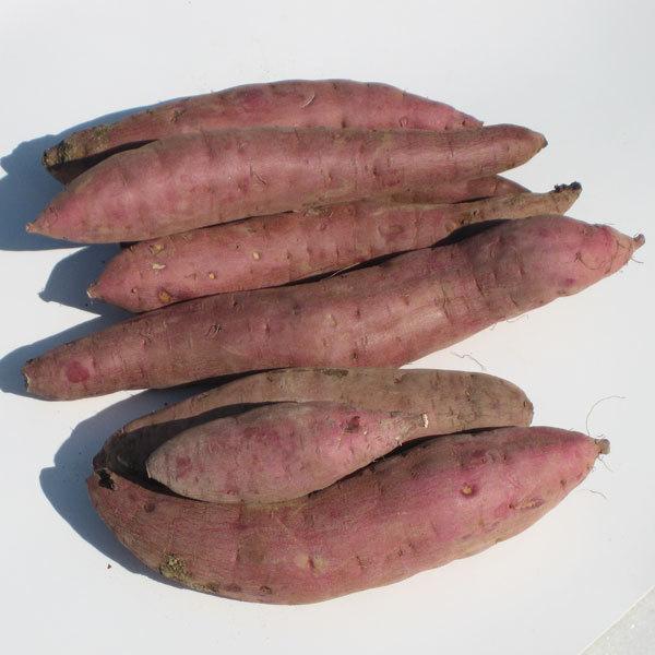 さつまいも 紅東 苗 10本 |  | 01