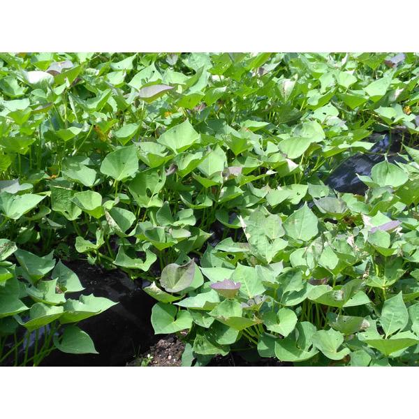 さつまいも 紅東 苗 10本 |  | 03