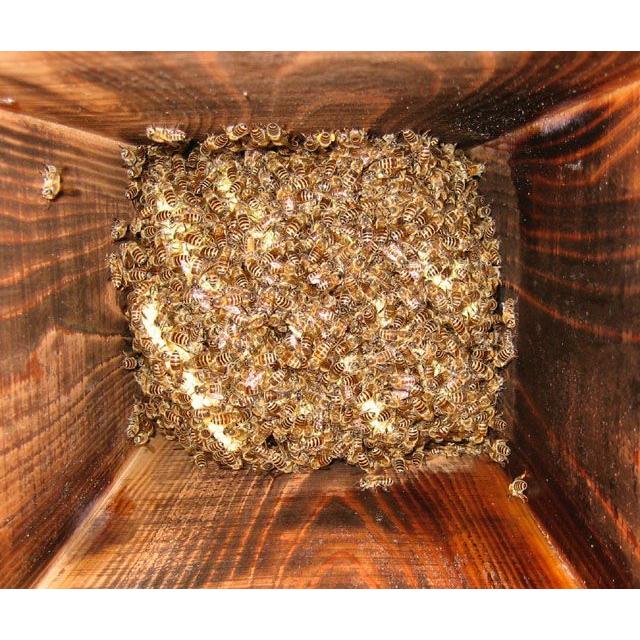 日本蜜蜂一群 養蜂セット自家 ミツバチを育てよう 養蜂家になろう 