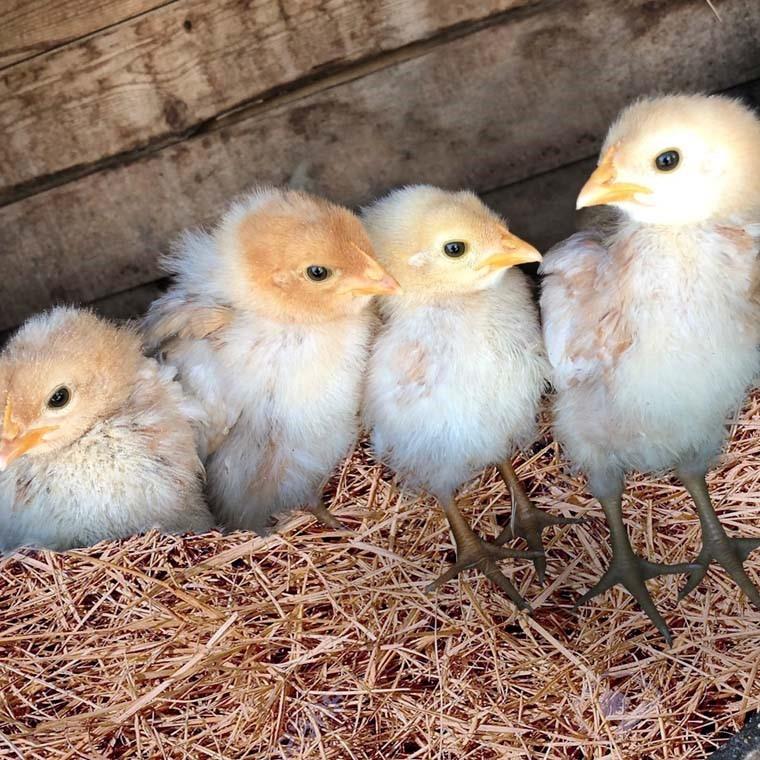 飼料・肥料用米 米とっと 20kg 送料無料 鳥のエサ くず米 北海道・九州・沖縄・離島は送料無料ライン対象外｜oisiiokomedesu｜02