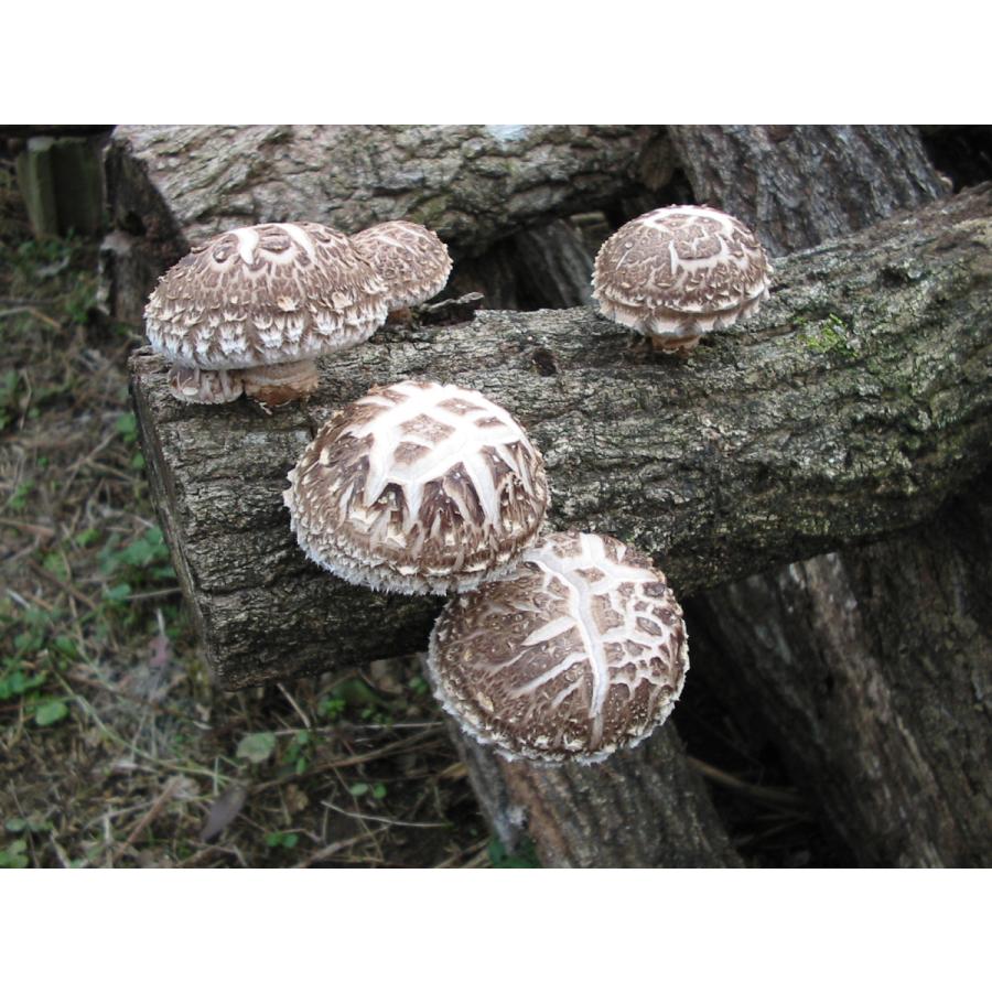 最高級】大分県産原木花どんこ椎茸ギフト260g（大分県/中津市/マルトモ