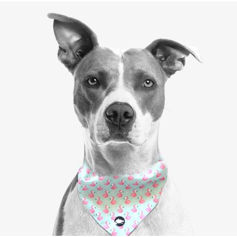 Arguscollar2点500円オフ アルゴスカラー 犬用 バンダナ おしゃれ よだれかけ ギリシャブランド Sサイズ 首回り 38cm 送料無料 スカーフ 小型犬 中型犬 オジコペット 通販 Yahoo ショッピング