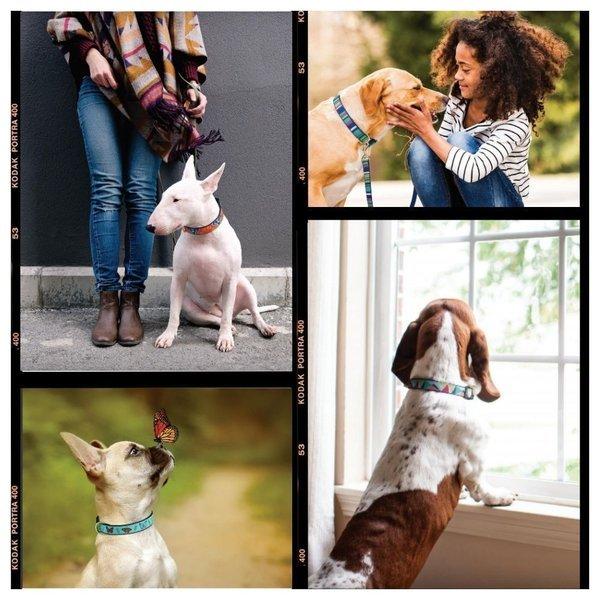 犬用 首輪 ハーフチョーク 白黒ドット トレーニング 引っ張り防止 すり抜け防止 可愛い おしゃれ 小型犬 中型犬 大型犬 Up Country アップカントリー オジコペット 通販 Yahoo ショッピング