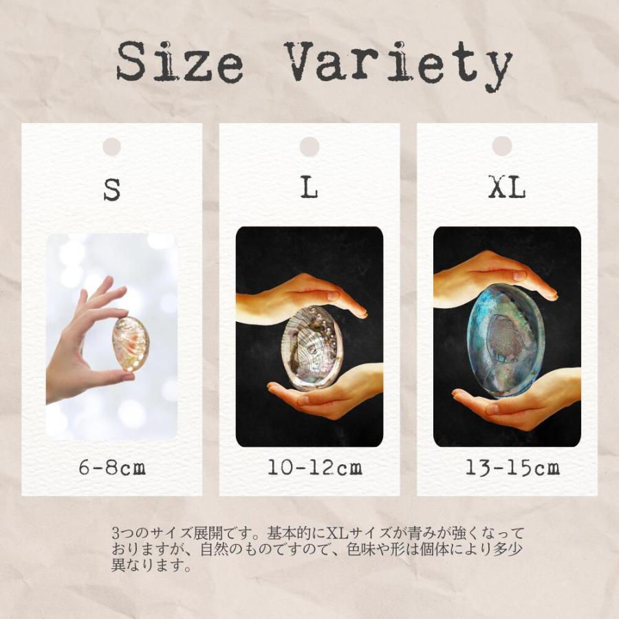 アバロンシェルホルダー 大きめ (13-15cm) [1個] 貝 虹色 小物入れ