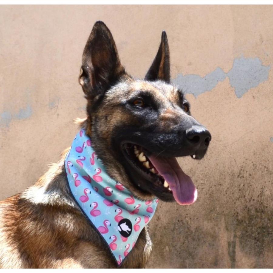 Arguscollar アルゴスカラー 犬用 バンダナ おしゃれ よだれかけ ギリシャブランド Argusbdn オジコペット 通販 Yahoo ショッピング