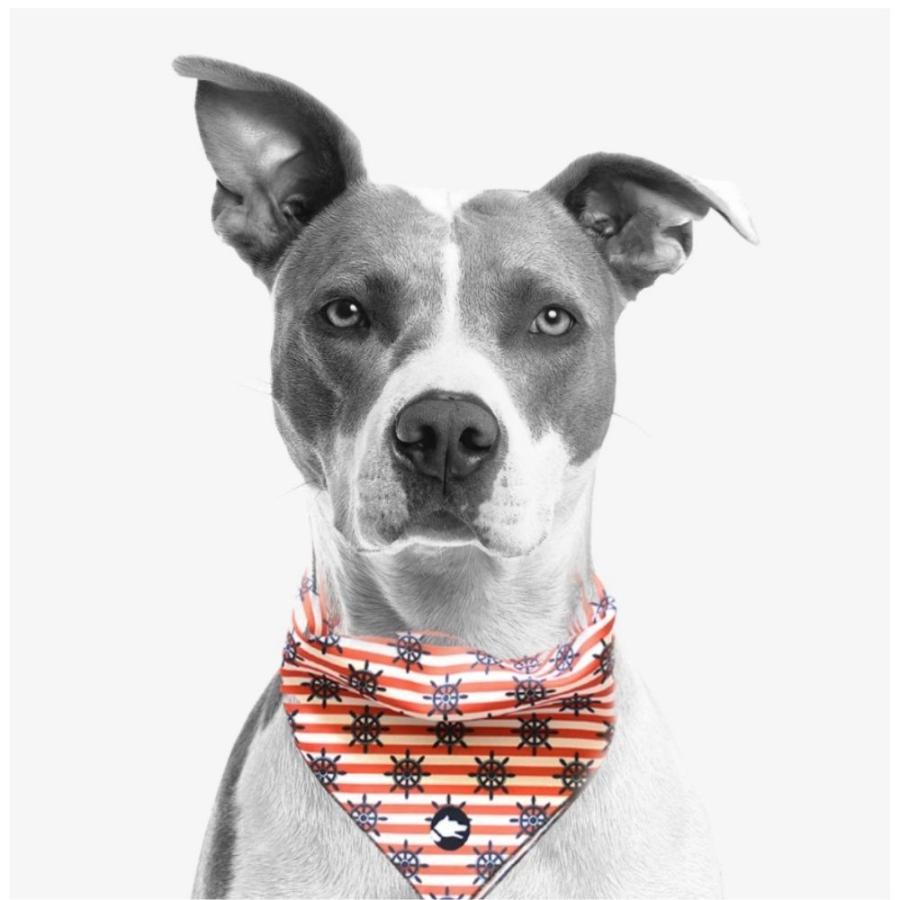 Arguscollar アルゴスカラー 犬用 バンダナ おしゃれ よだれかけ ギリシャブランド Argusbdn オジコペット 通販 Yahoo ショッピング