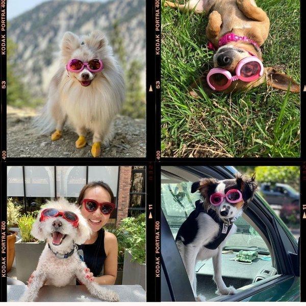 ドグルズ Doggles ILS ゴーグル 犬用 サングラス : 犬猫ペット用品輸入