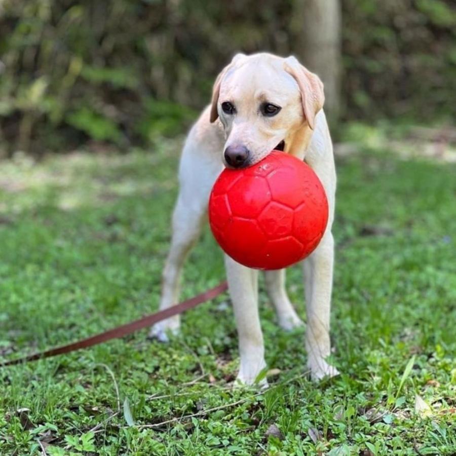 犬用 サッカーボール 6インチ 15cm おもちゃ ジョリーペッツ Jolly Pets オーシャンブルー Jolly Soccor 15 オジコペット 通販 Yahoo ショッピング