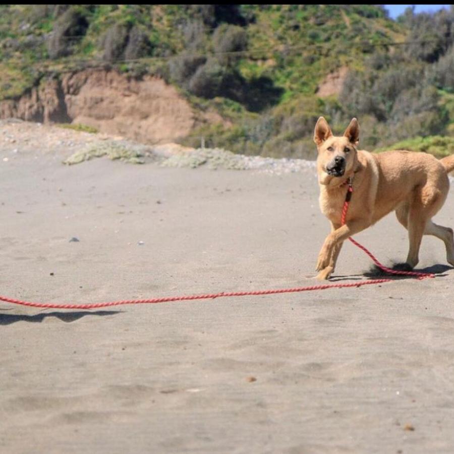 スーパーコード 30 ハイビズ イエロー チェックコード トレーニングリード ロングリード 長い 長め 犬用 水に浮く ロープ ナイロン Mendota メンドータの画像