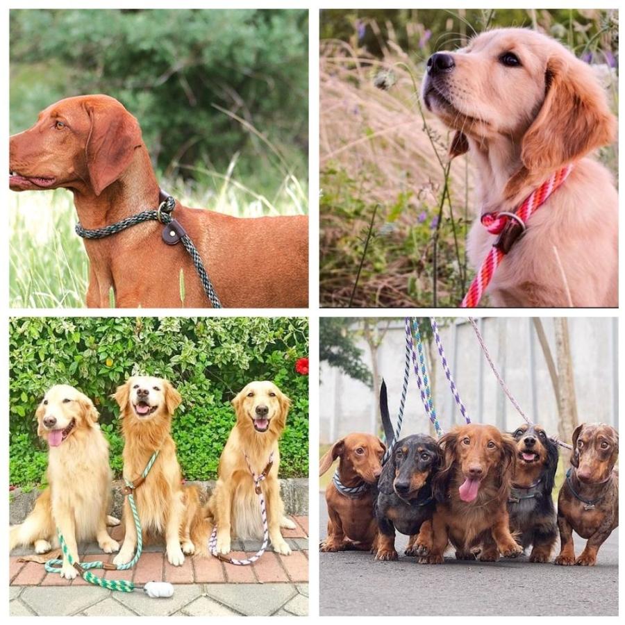 犬用 スリップリード 防水 チョークカラー ロープ (全長122cm/太さ1.3