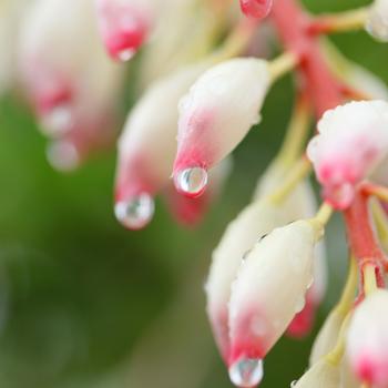 サネンの雫 Sanen フラワーエッセンスフラワーエッセンス シャン