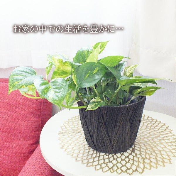 ポトス ライム グリーン５号 茶丸かご Ppライナー付き 選べる種類 観葉植物 おしゃれ 敬老の日 プレゼント ギフト風水 種類一覧 鉢植え 10000007 Okabe Green 通販 Yahoo ショッピング