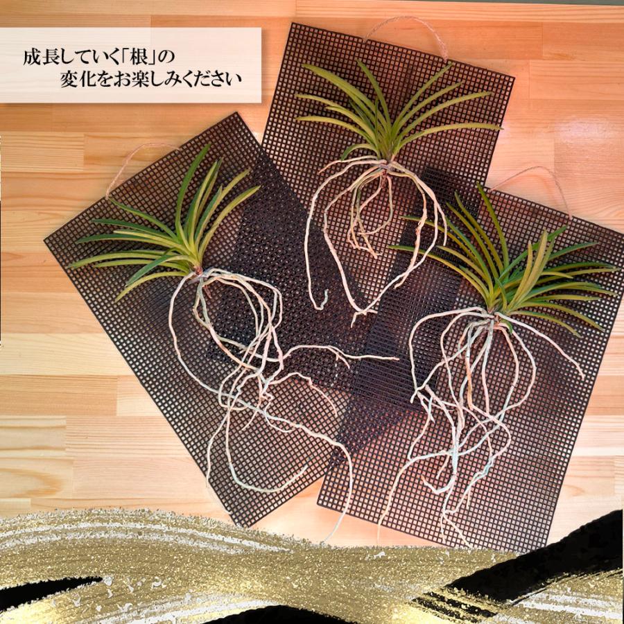 観葉植物 おしゃれ 富貴蘭 風蘭 蘭 黄金鳥 おうごんのとり 黄色花 根