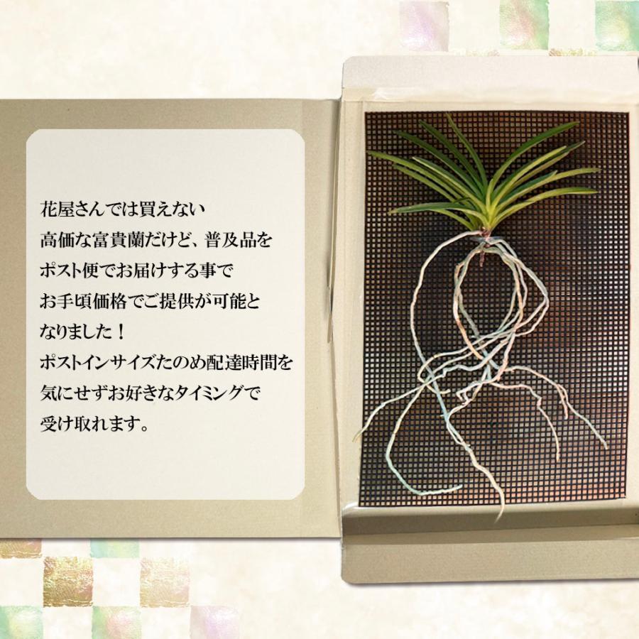 観葉植物 おしゃれ 富貴蘭 風蘭 蘭 黄金鳥 おうごんのとり 黄色花 根