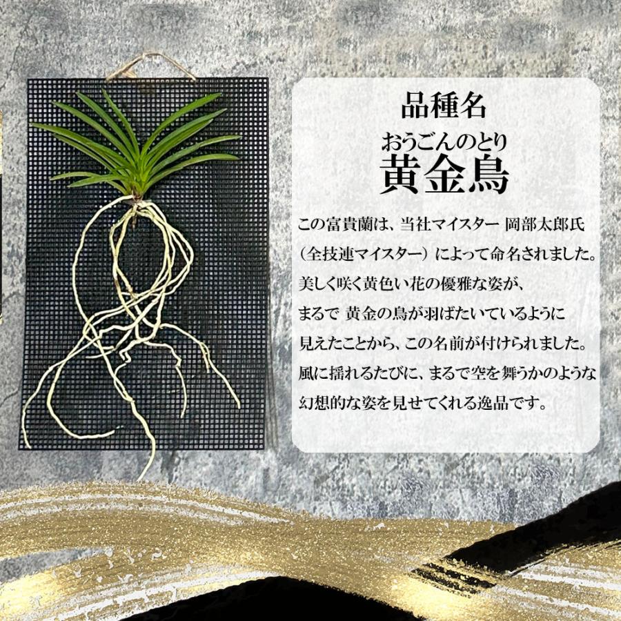 観葉植物 おしゃれ 富貴蘭 風蘭 蘭 黄金鳥 おうごんのとり 黄色花 根