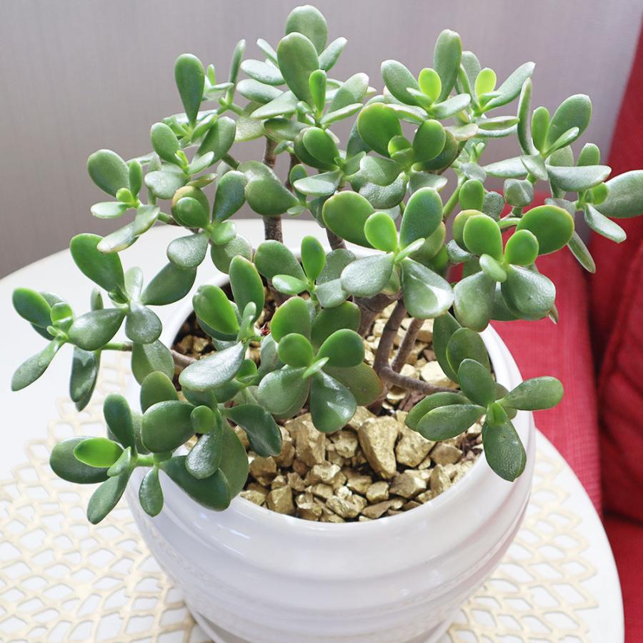 観葉植物 おしゃれ 大型 本物 室内 金のなる木 8号 選べる白黒丸陶器