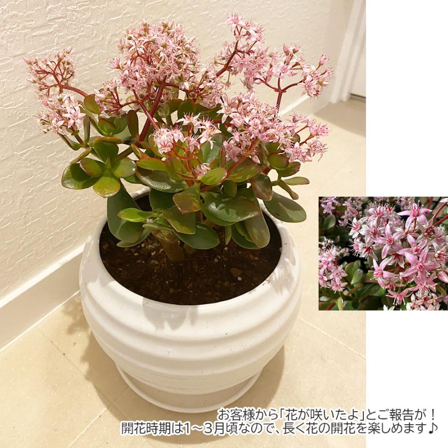 観葉植物 おしゃれ 大型 本物 室内 金のなる木 8号 選べる白黒丸陶器