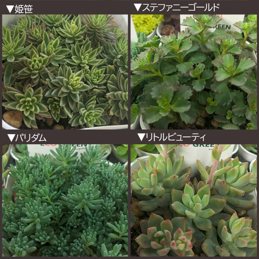 観葉植物 セダム 3号 7ポット 多肉植物 おしゃれ お祝い プレゼント