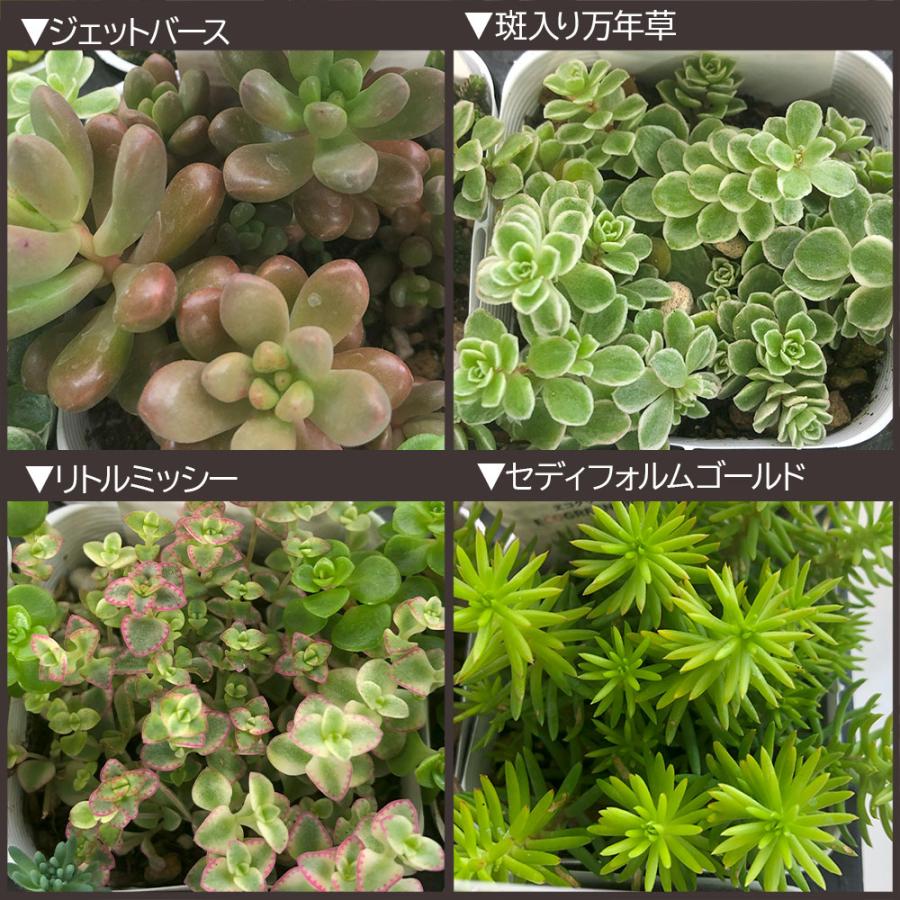 観葉植物 セダム 3号 7ポット 多肉植物 おしゃれ お祝い プレゼント