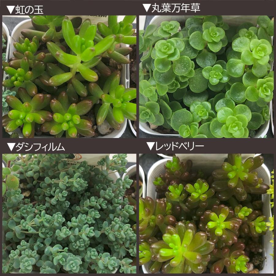 観葉植物 セダム 3号 7ポット 多肉植物 おしゃれ お祝い プレゼント