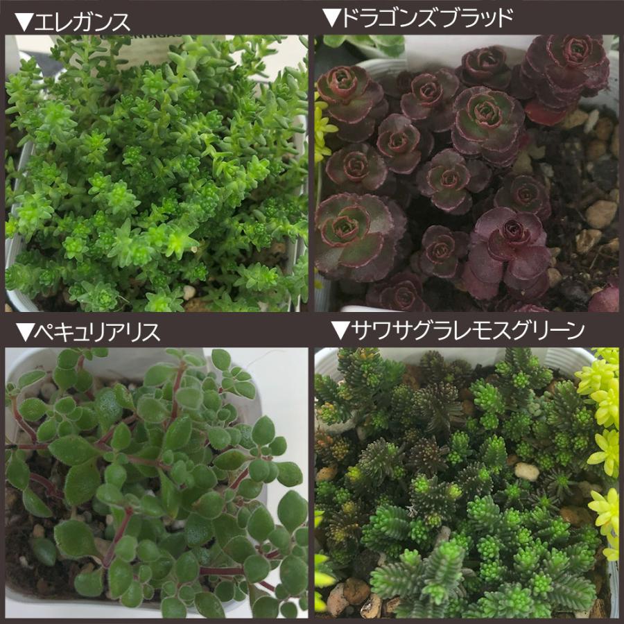 Top【選抜株】多肉植物　7357祥雲 ショウウン　10個　鉢無し/脱土 観葉植物 セダム 3号 7ポット 多肉植物 おしゃれ お祝い プレゼント