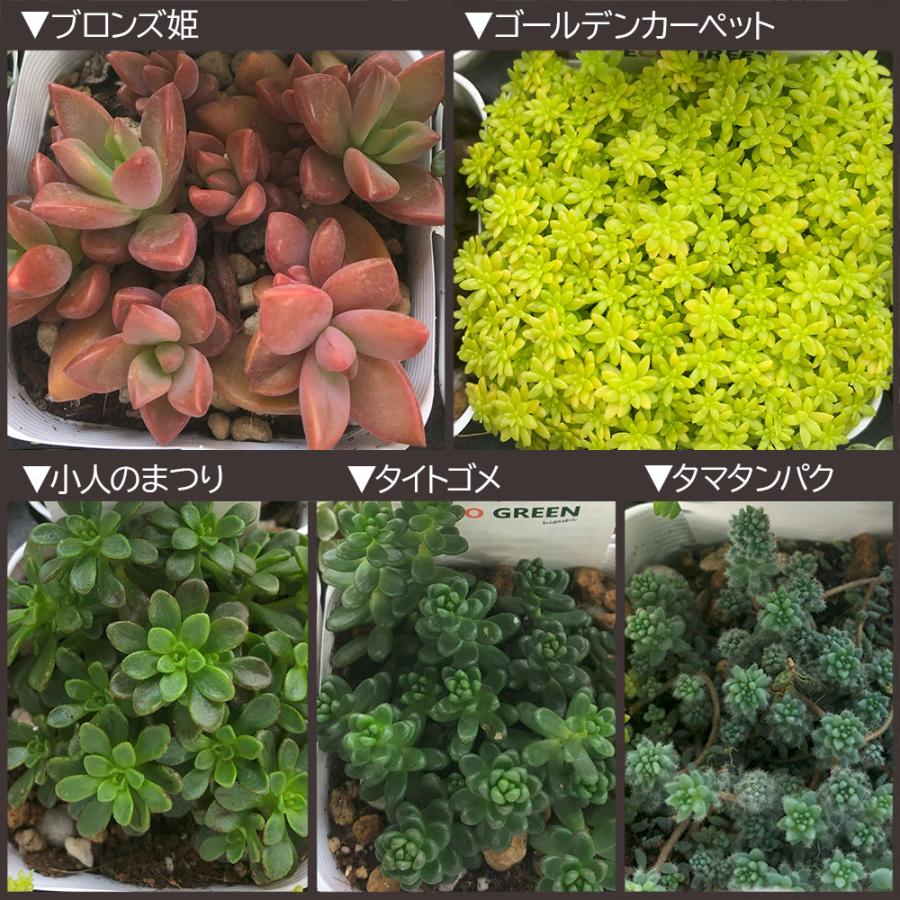 観葉植物 セダム 3号 7ポット 多肉植物 おしゃれ お祝い プレゼント