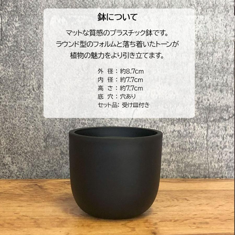 観葉植物 セダム 3号 7ポット 多肉植物 おしゃれ お祝い プレゼント