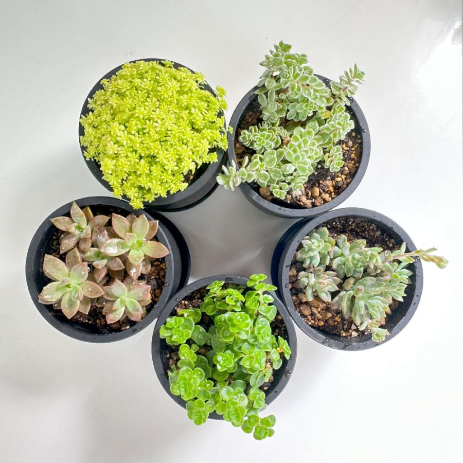 観葉植物 セダム 3号 7ポット 多肉植物 おしゃれ お祝い プレゼント