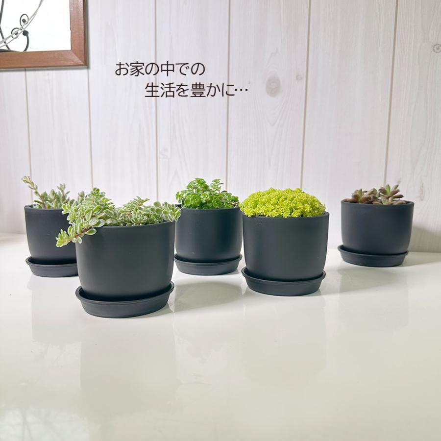 観葉植物 セダム 3号 7ポット 多肉植物 おしゃれ お祝い プレゼント