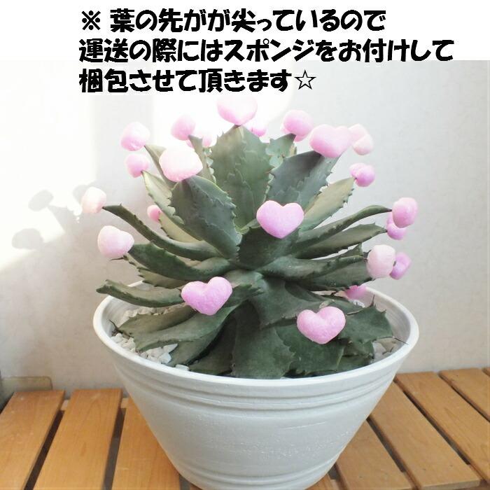 観葉植物 おしゃれ 大型 本物 屋外 アガベ 雷神 ポタトラム11号 多肉