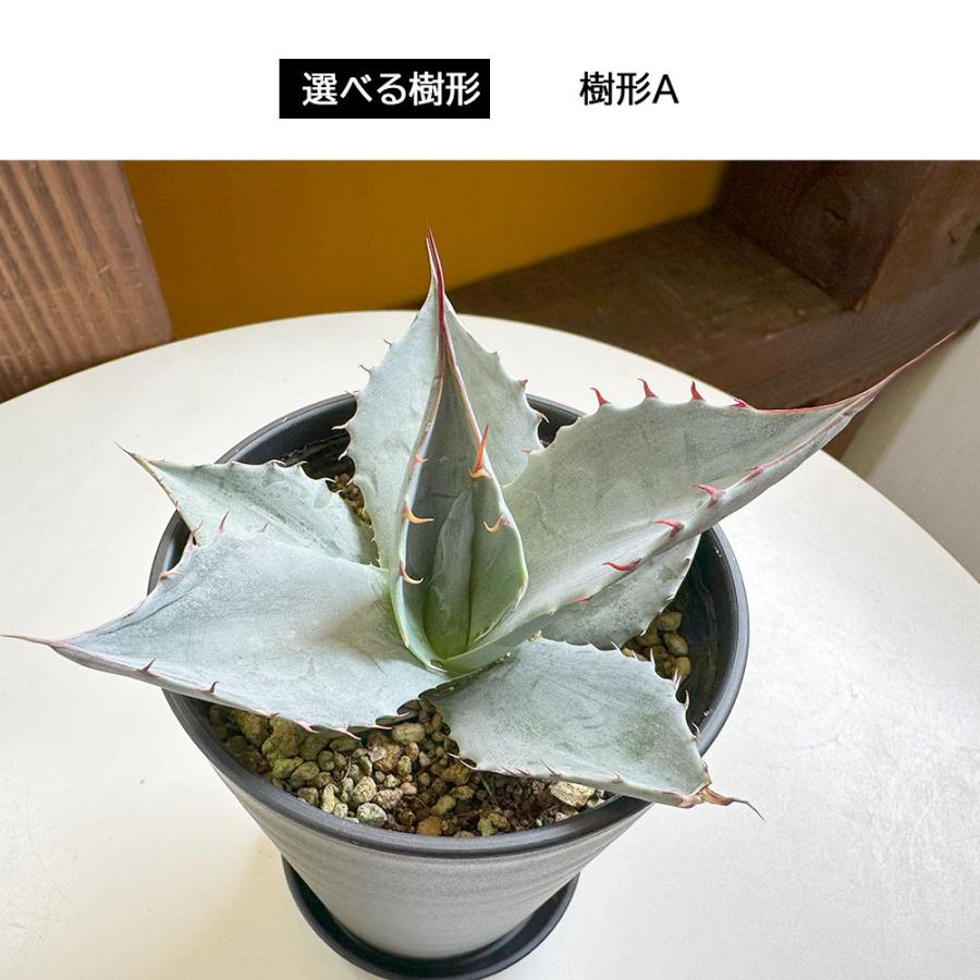 観葉植物 お中元 おしゃれ 室内 アガベ パラサナ 選べる樹形 現品 3.5