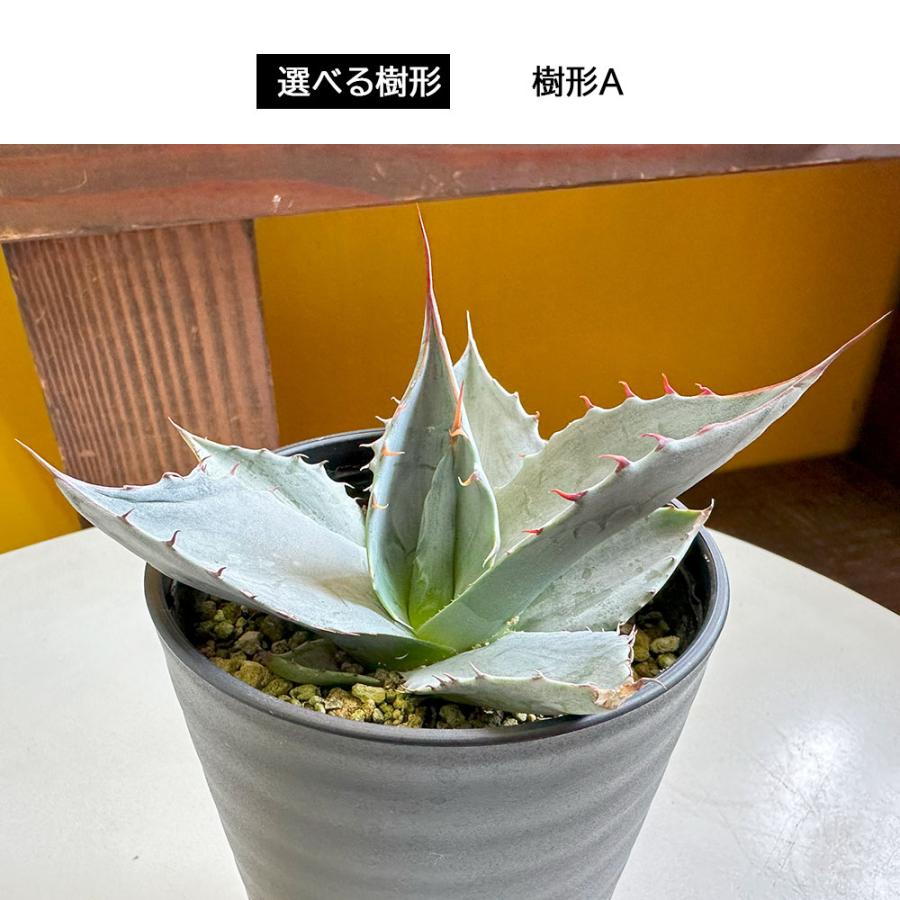 観葉植物 おしゃれ 室内 アガベ パラサナ 選べる樹形 現品 3.5号 黒